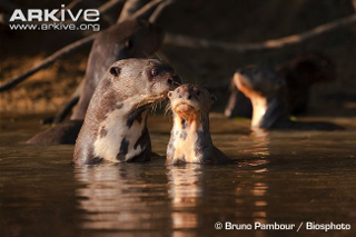 Illustration for article titled Monday Mustelid - Pteronura brasiliensis Edition